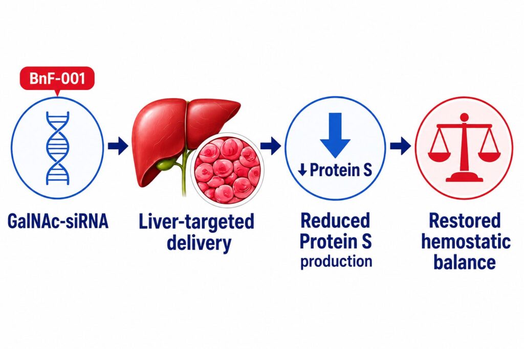 Scientific mechanism infographic showing GalNAc-siRNA–mediated liver-targeted delivery of BnF-001, reducing Protein S production to restore hemostatic balance.