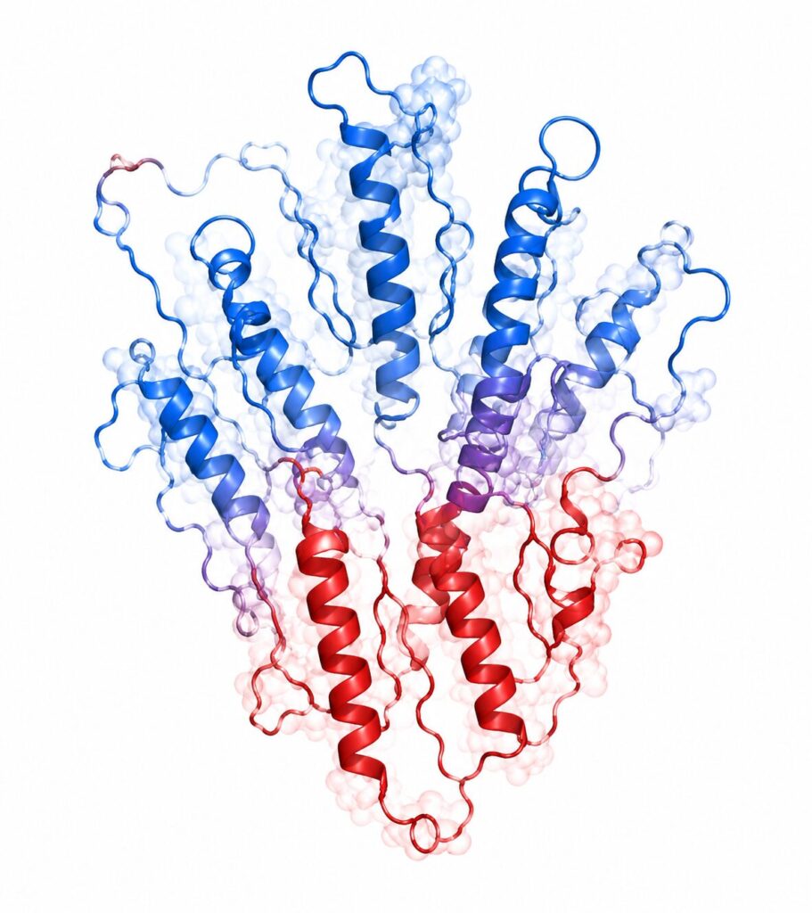 Stylized molecular rendering of Protein S, a natural anticoagulant protein involved in regulation of thrombin generation and hemostatic balance.